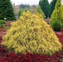 Cyprysik Groszkowy Filifera Aurea (C2)