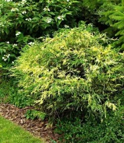 Cyprysik Groszkowy Filifera Aureovariegata