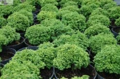 Cyprysik Groszkowy Nana