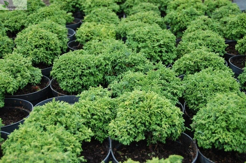 Cyprysik Groszkowy Nana