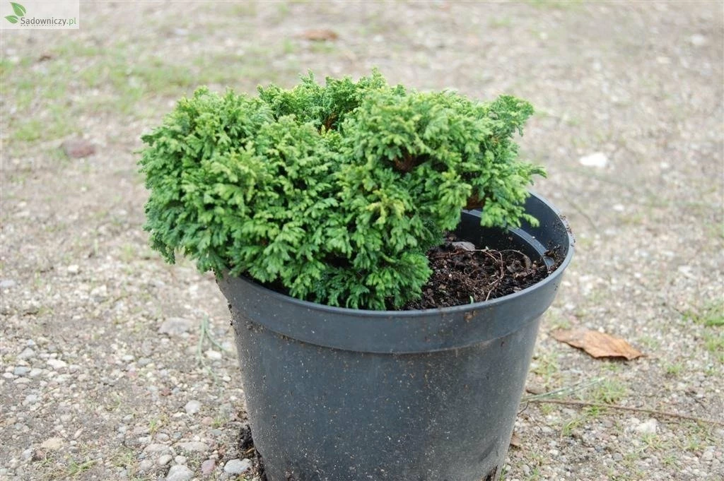 Cyprysik Groszkowy Nana - obrazek 3