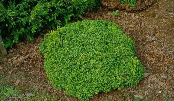 Cyprysik Groszkowy Nana - obrazek 2