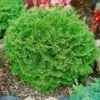 Cyprysik Groszkowy Pygmea (C2)