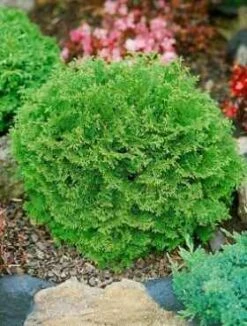 Cyprysik Groszkowy Pygmea (C2)