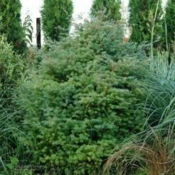 Cyprysik Groszkowy Squarrosa