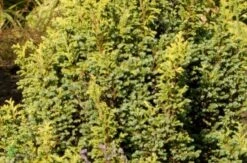 Cyprysik Groszkowy Squarrosa Aurea
