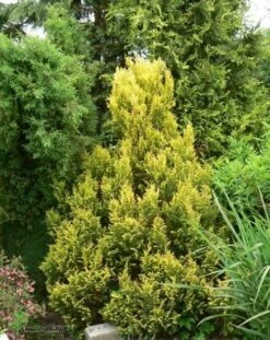 Cyprysik Groszkowy Pierzasty Z艂ocisty Plumosa Aurea