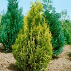 Cyprysik Lawsona Alumigold