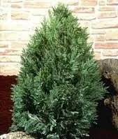 Cyprysik Lawsona Bautchensis