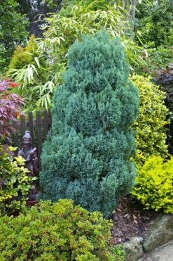 Cyprysik Lawsona Elwoodii