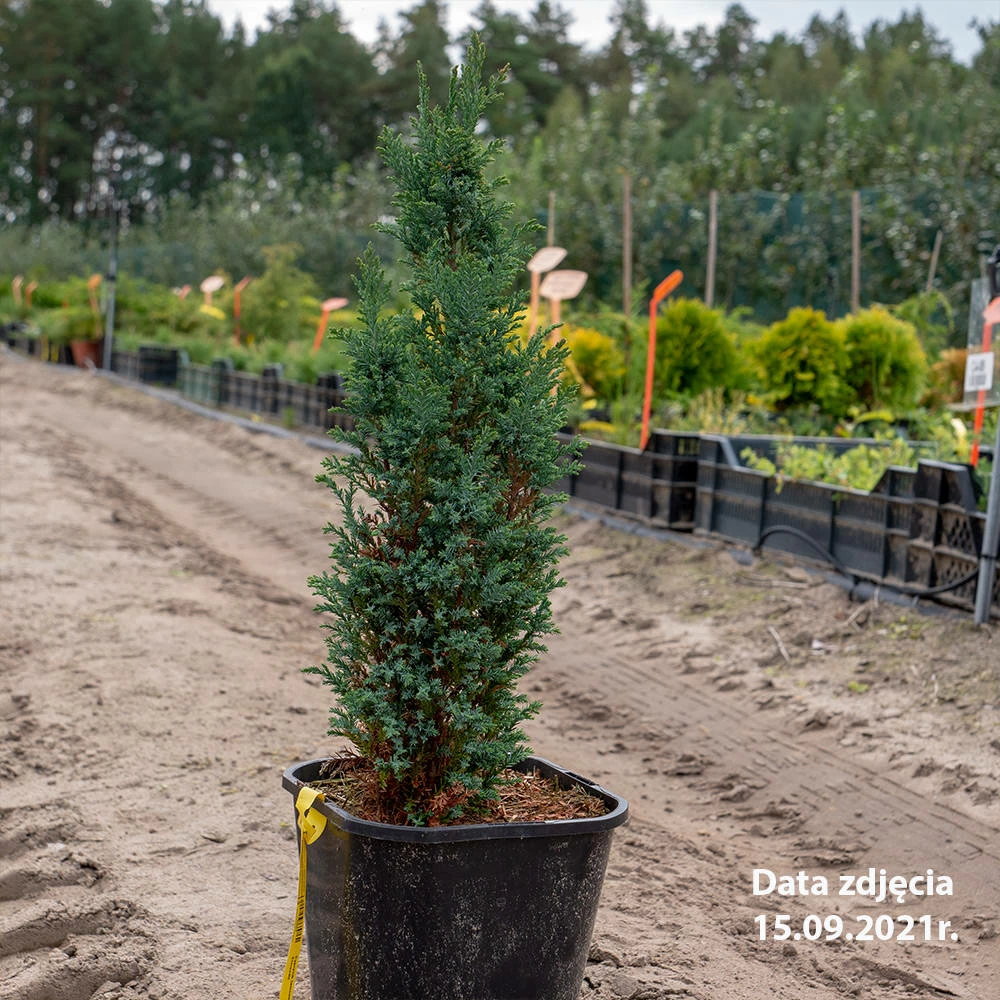 Cyprysik Lawsona Elwoodii - obrazek 4