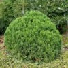 Cyprysik Lawsona 'Globosa'