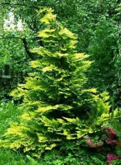 Cyprysik Lawsona Golden Wonder