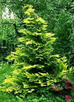 Cyprysik Lawsona Golden Wonder