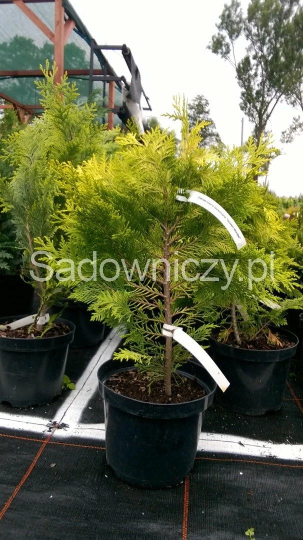 Cyprysik Lawsona Golden Wonder - obrazek 3