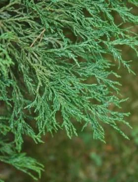 Cyprysik Lawsona Lycopodioides - obrazek 2