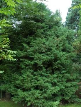 Cyprysik Lawsona Lycopodioides