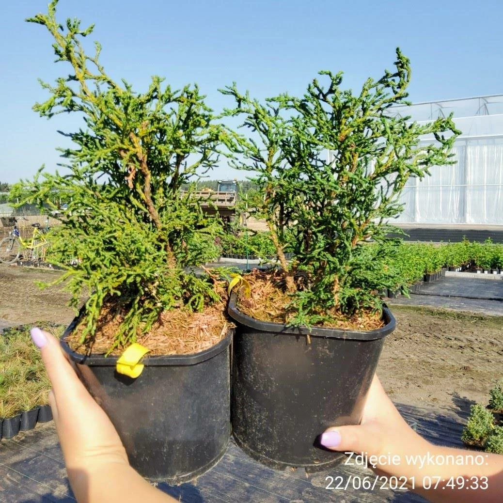 Cyprysik Lawsona Lycopodioides - obrazek 3