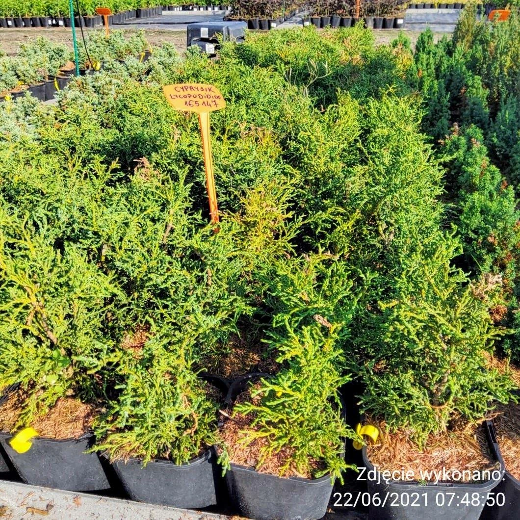 Cyprysik Lawsona Lycopodioides - obrazek 4
