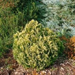 Cyprysik Lawsona Pygmaea Argentea