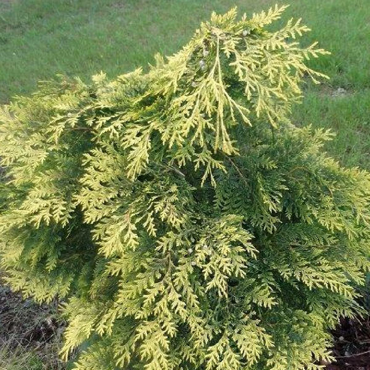 Cyprysik Lawsona Sunkist