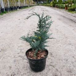 Cyprysik Lawsona Van Pets Blue (C2)