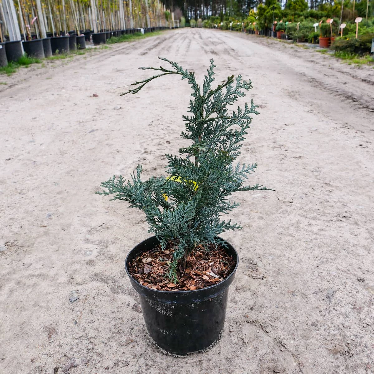 Cyprysik Lawsona Van Pets Blue (C2)