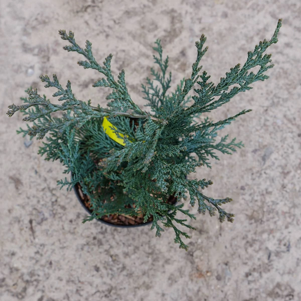 Cyprysik Lawsona Van Pets Blue (C2) - obrazek 5