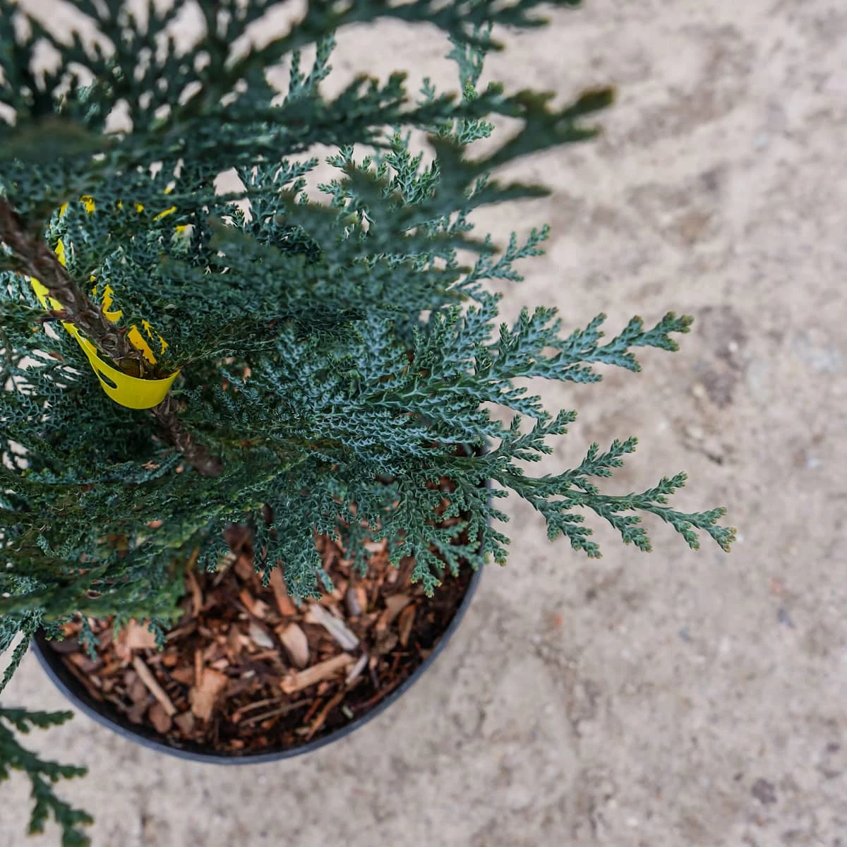 Cyprysik Lawsona Van Pets Blue (C2) - obrazek 2