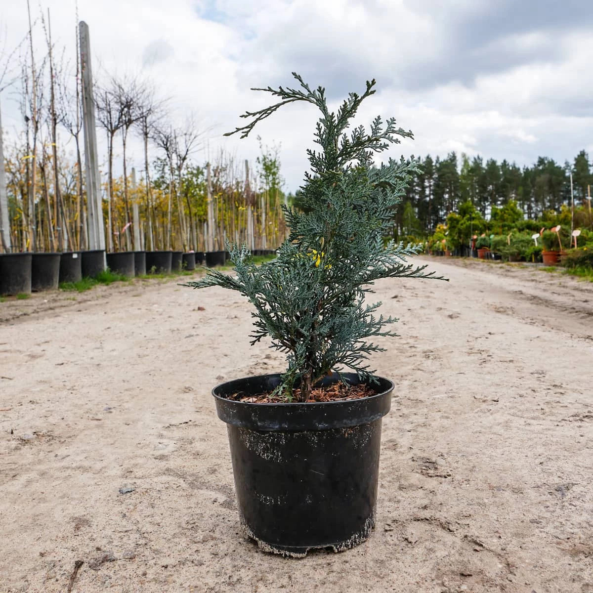 Cyprysik Lawsona Van Pets Blue (C2) - obrazek 3