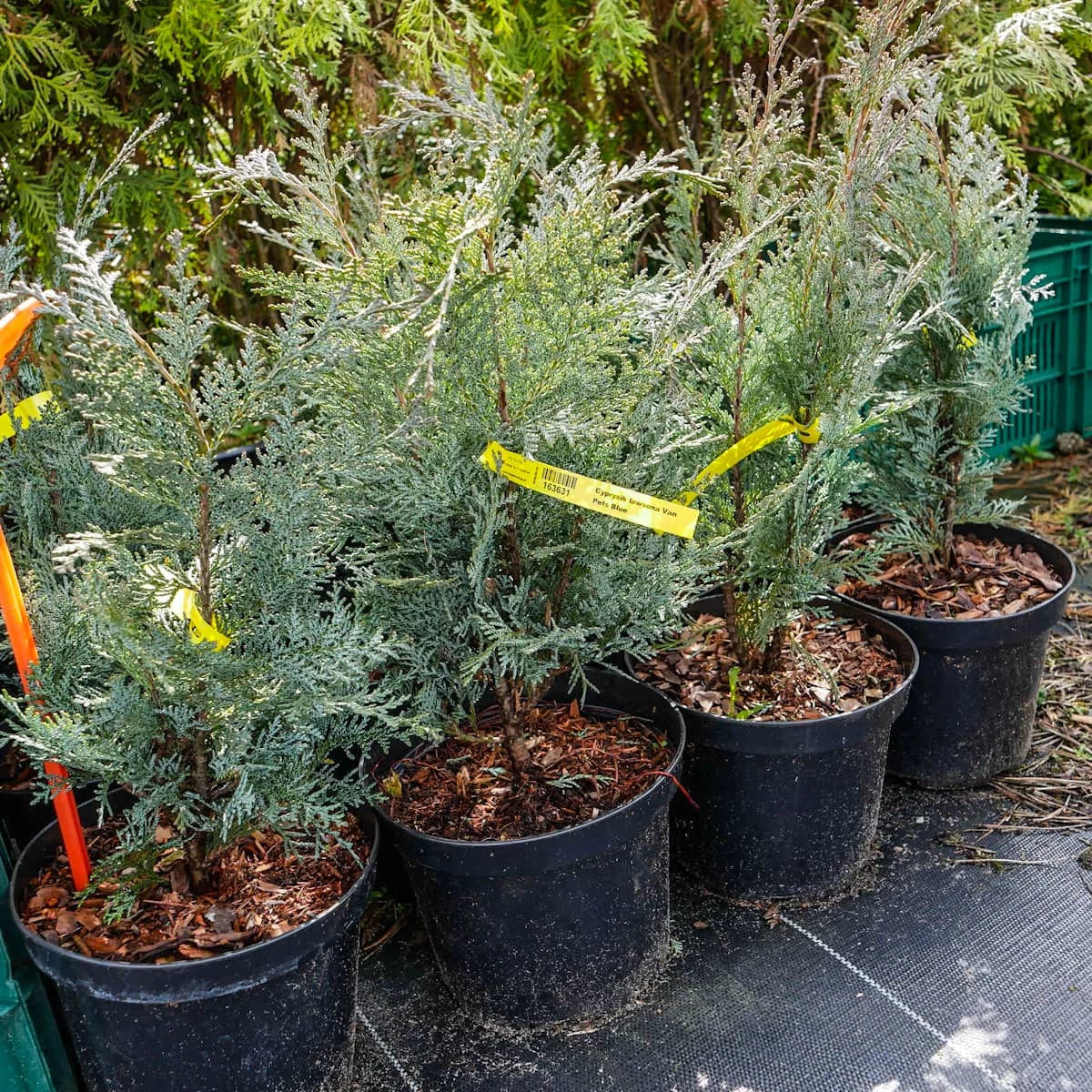 Cyprysik Lawsona Van Pets Blue (C2) - obrazek 4