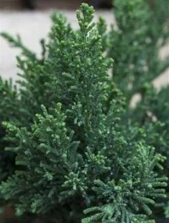 Cyprysik T臋po艂uskowy Drath