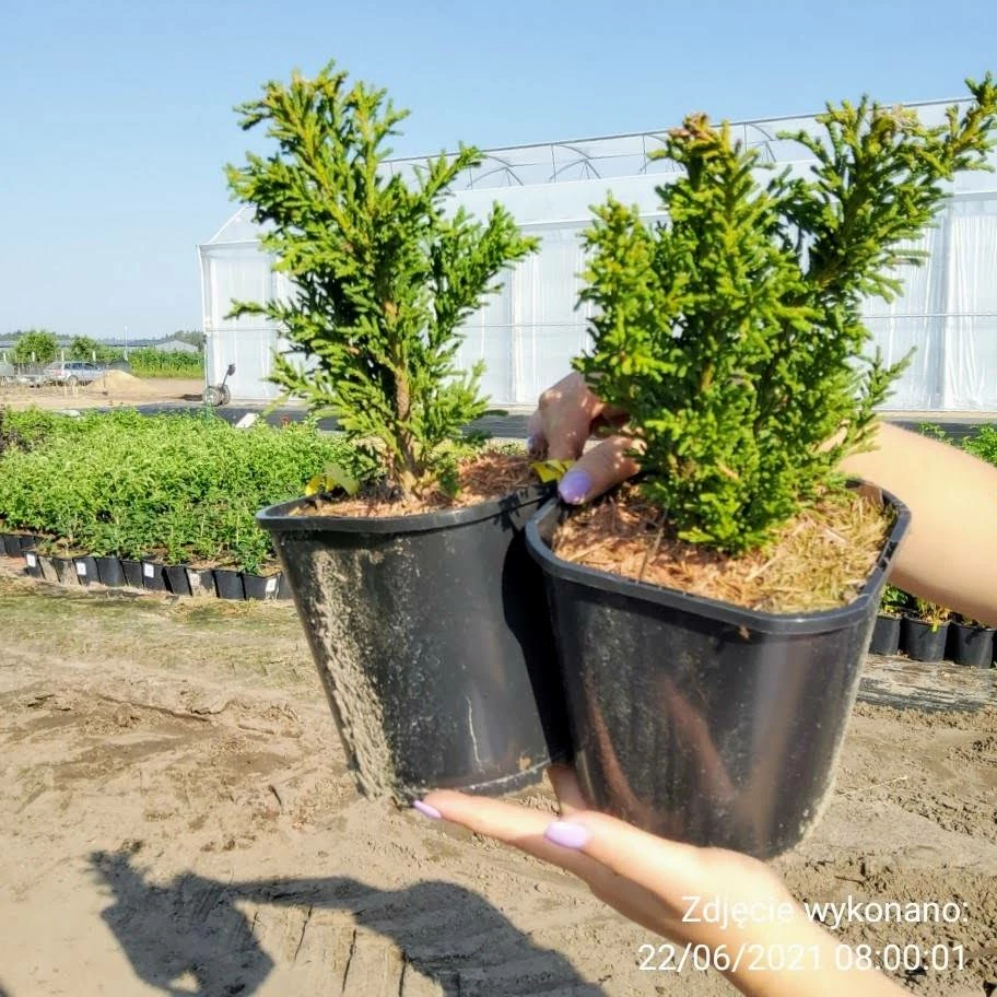 Cyprysik Tępołuskowy Drath - obrazek 3