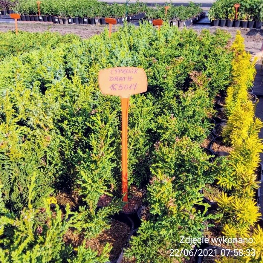 Cyprysik Tępołuskowy Drath - obrazek 4