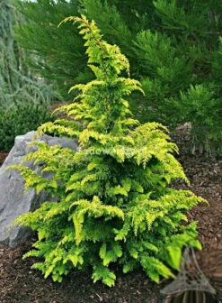 Cyprysik Tępołuskowy Fernspray Gold