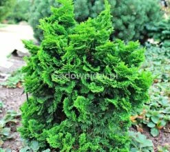 Cyprysik Tępołuskowy Nana Gracilis XL