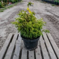 Cyprysik Tępołuskowy Tsatsumi Gold