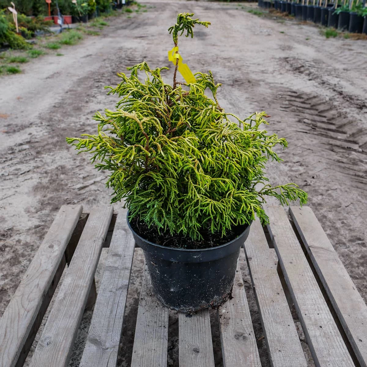 Cyprysik Tępołuskowy Tsatsumi Gold