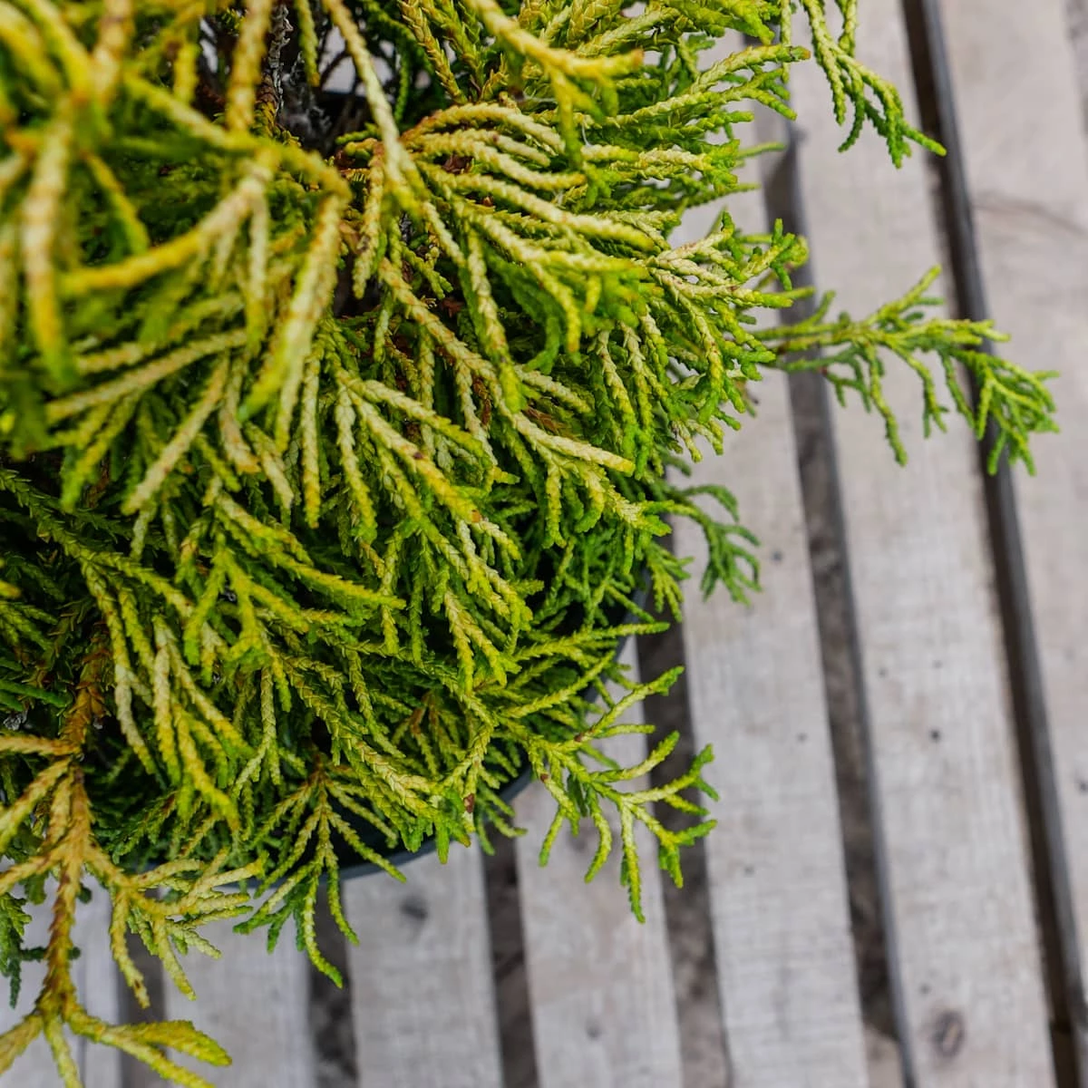 Cyprysik Tępołuskowy Tsatsumi Gold - obrazek 2