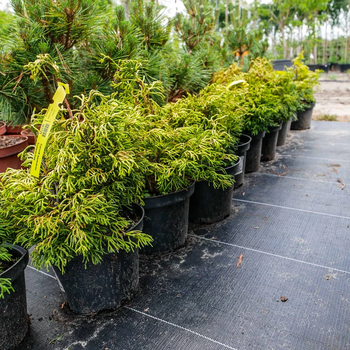 Cyprysik Tępołuskowy Tsatsumi Gold - obrazek 4