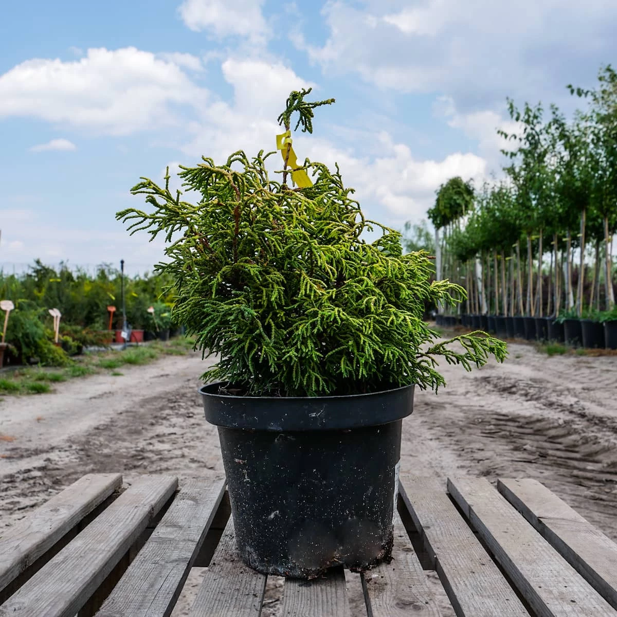 Cyprysik Tępołuskowy Tsatsumi Gold - obrazek 3