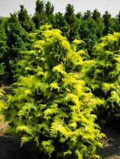 Cyprysik T臋po艂uskowy (japo艅ski) Crippsii