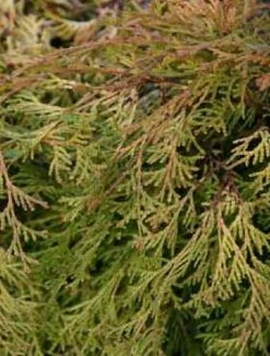 Cyprysik T臋po艂uskowy (japo艅ski) Kamarachiba (C2)