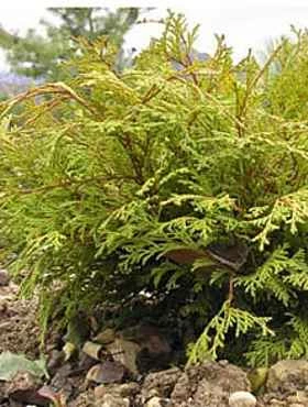 Cyprysik Tępołuskowy (japoński) Kamarachiba (C2) - obrazek 2