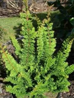 Cyprysik T臋po艂uskowy (japo艅ski) Teddy Bear (P9)