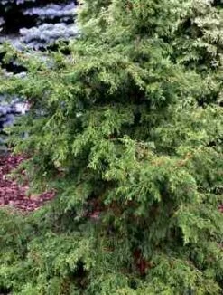 Cyprysik T臋po艂uskowy (japo艅ski) Torulosa