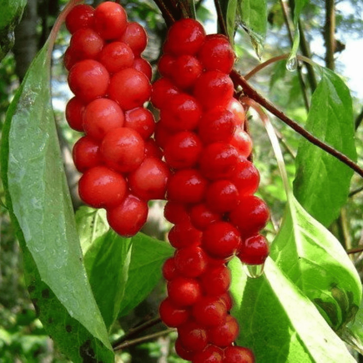 Cytryniec Chiński Jagody Wiecznej Młodości Sadova