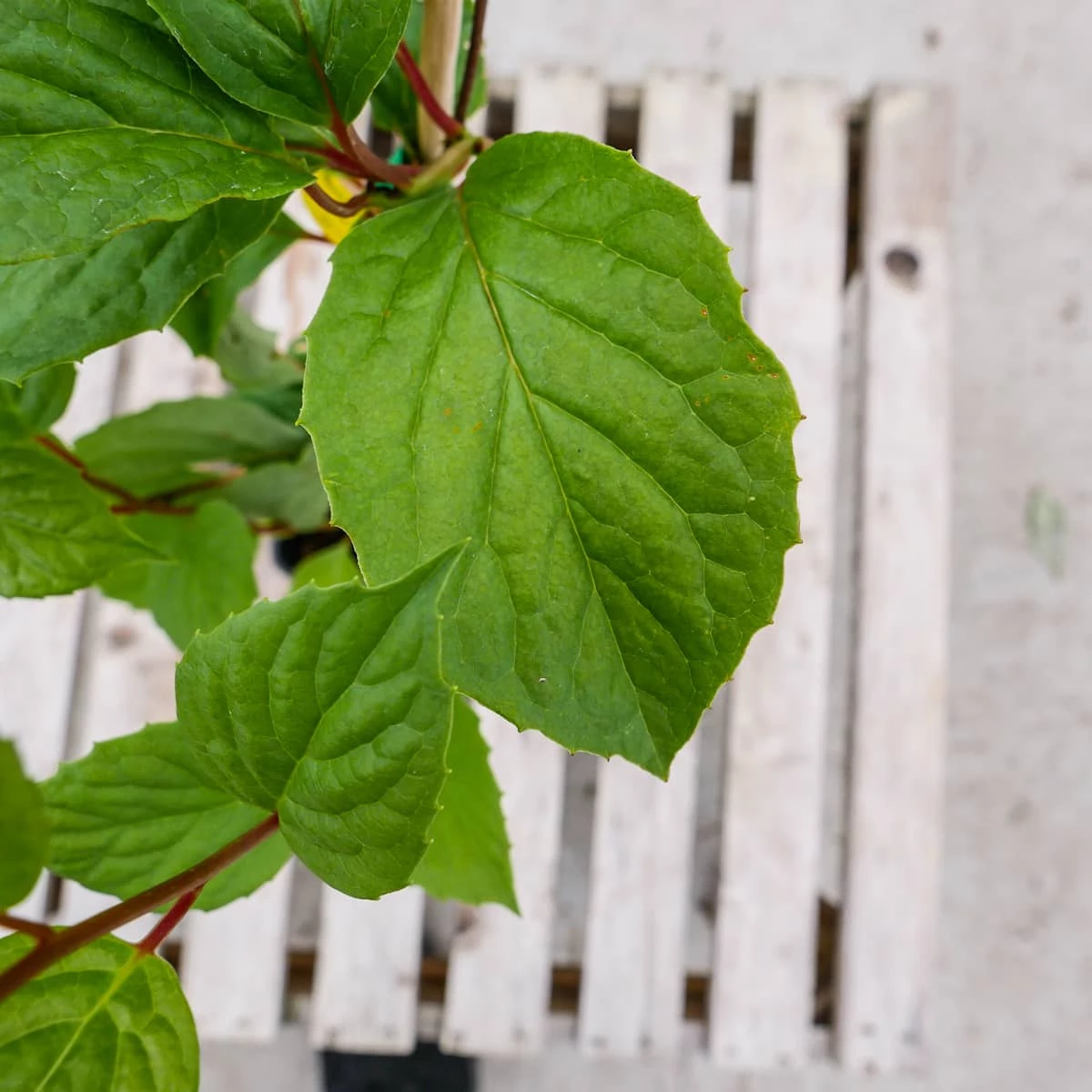 Cytryniec Chiński Jagody Wiecznej Młodości Sadova - obrazek 2