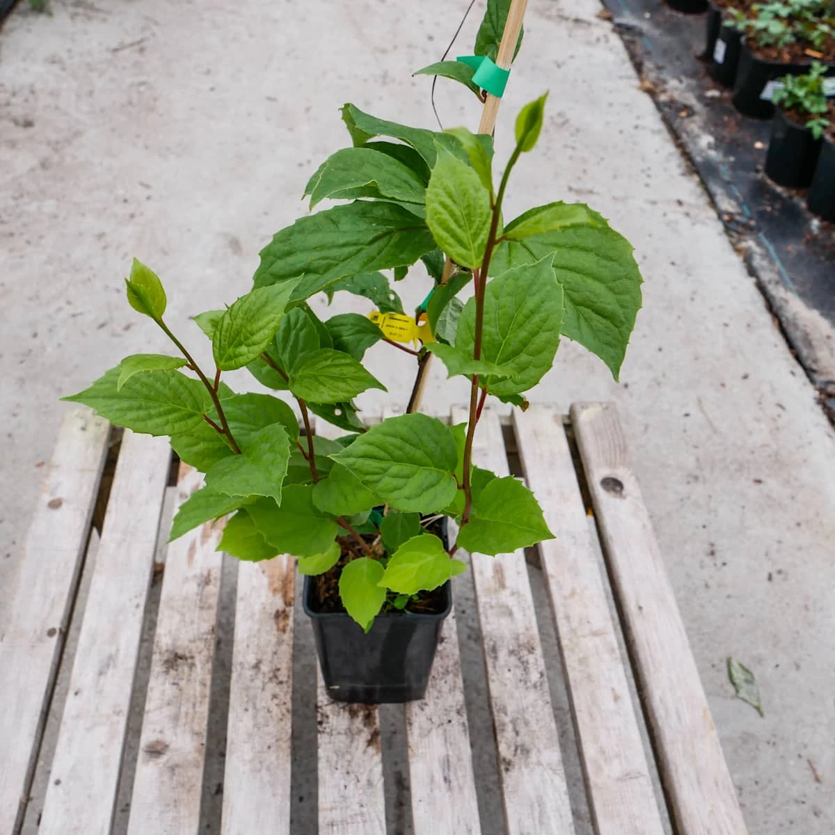 Cytryniec Chiński Jagody Wiecznej Młodości Sadova - obrazek 5