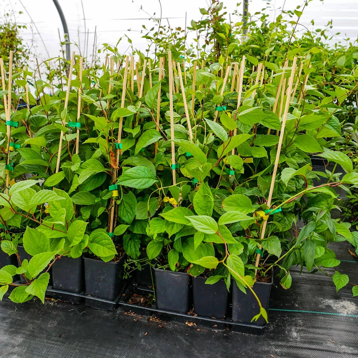 Cytryniec Chiński Jagody Wiecznej Młodości Sadova - obrazek 4